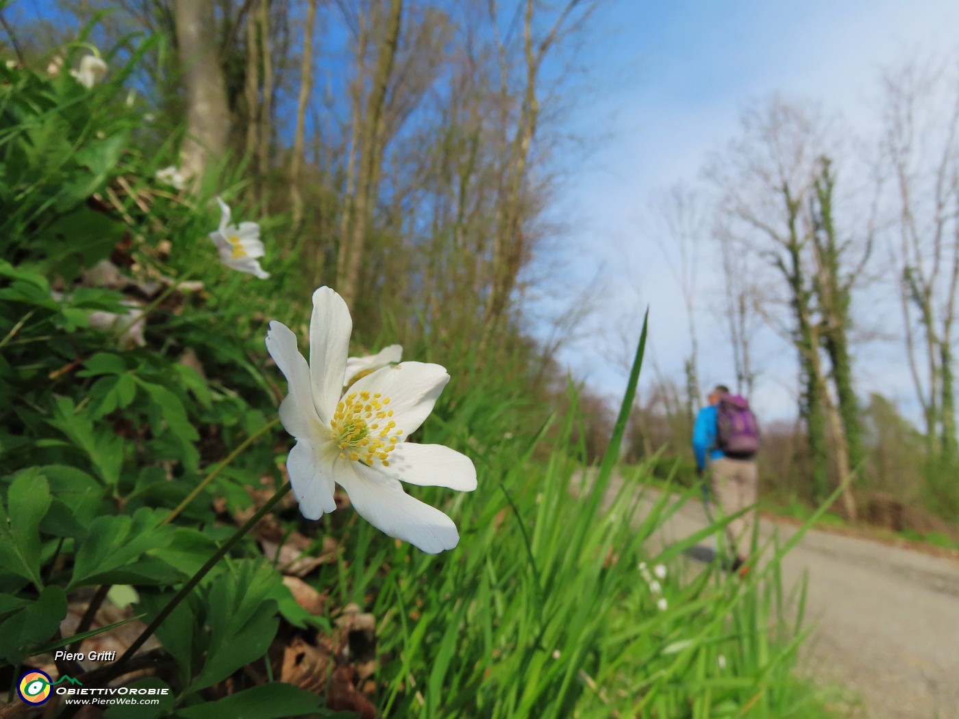 09 Anemoìdes nemorosa (Anemone dei boschi).JPG
